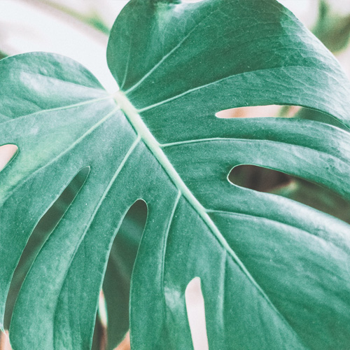 green leaf